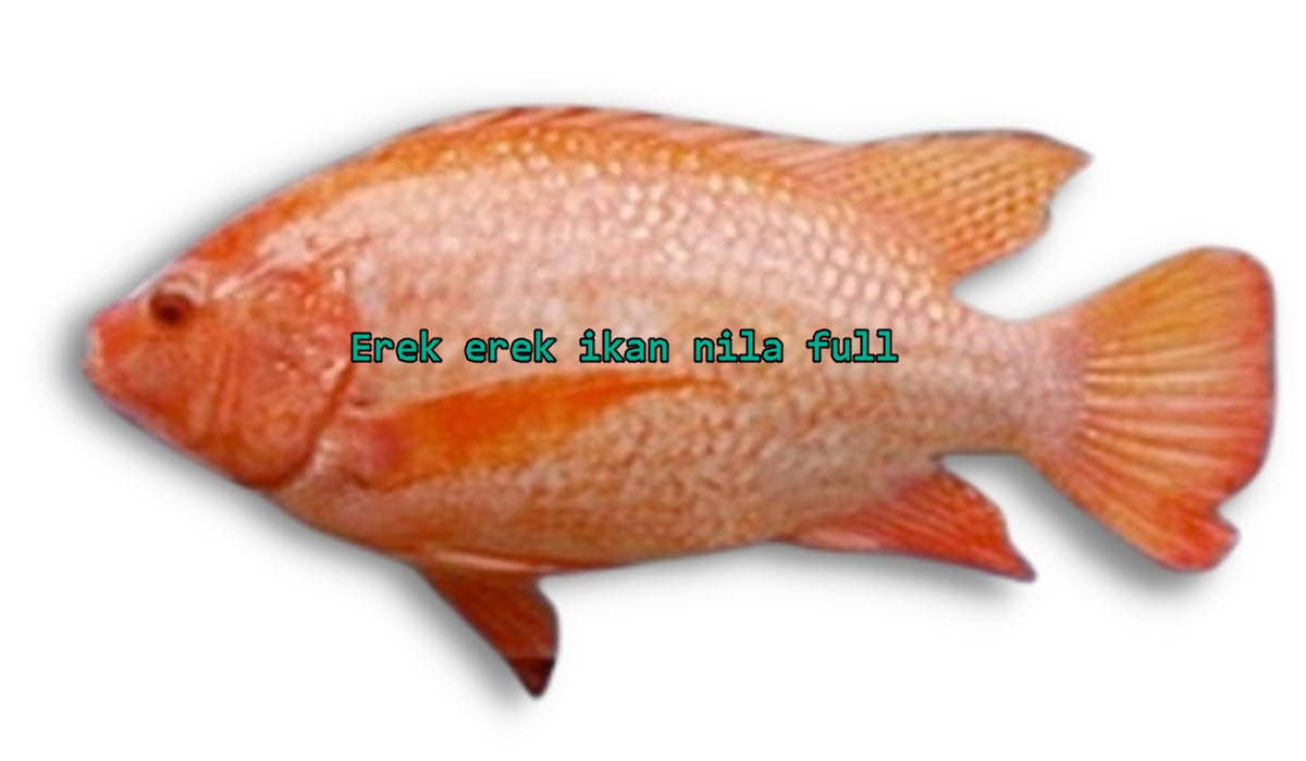 erek-erek-ikan-nila-full